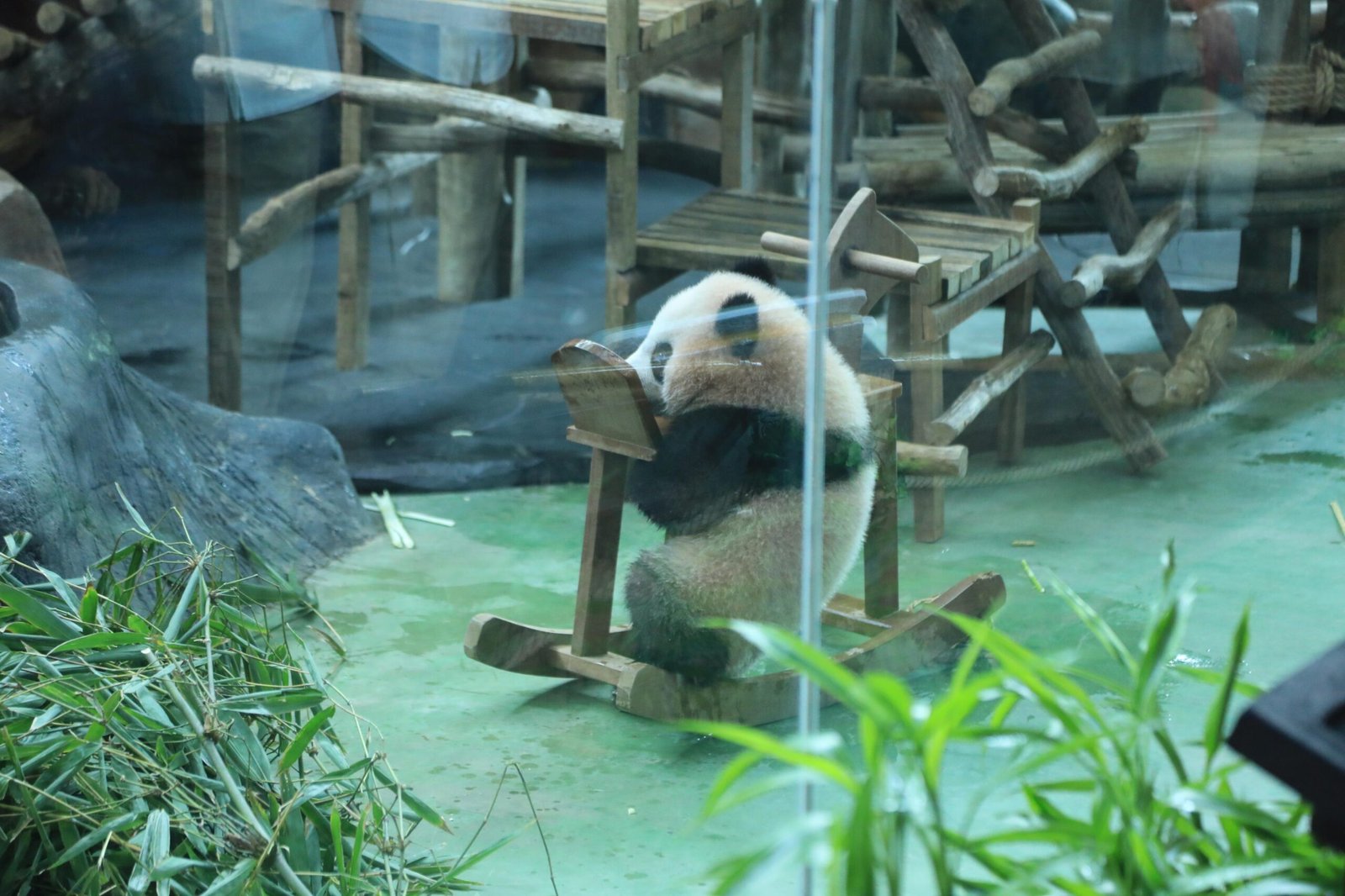 Baby Rio Lahir di Bogor, Panda Pertama Indonesia Cetak Sejarah Dunia