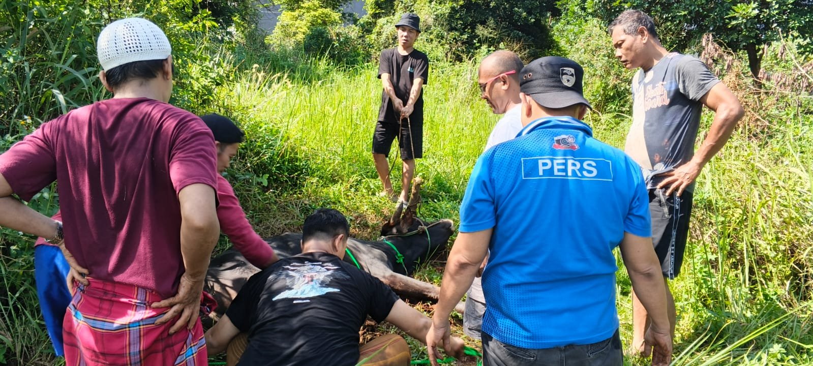 Idul Adha 1447 H, BMSN Bogor Sembelih Sapi Kurban Bantuan Bupati