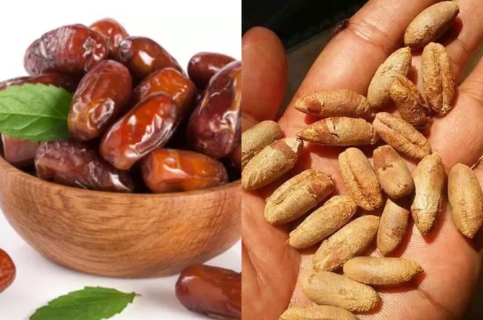 Penelitian Terbaru Mengungkapkan Keajaiban Manfaat Biji Kurma