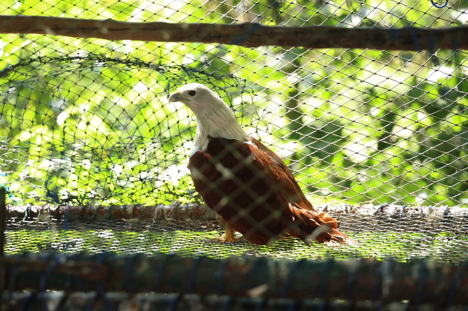 Elang Jawa